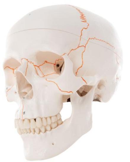 Crânio clássico 3B Scientific https://www.3bscientific.com.br/cranio-classico-com-estruturas-numeradasa21,p_55_35.