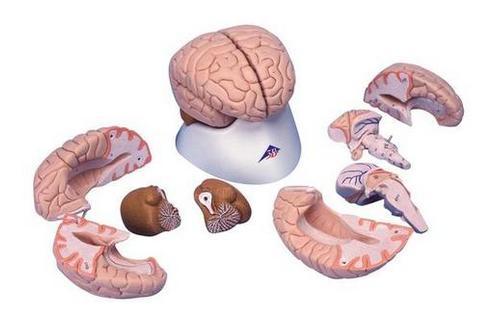 Encéfalo 3B Scientific https://www.3bscientific.com.br/cerebro-8-partes-c17,p_13_242.html Modelo anatômico que representa o encéfalo de um ser humano adulto.