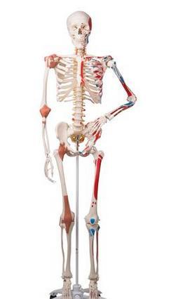 Esqueleto humano 3B Scientific https://www.3bscientific.com.br/esqueleto-sam-a13-versao-de-luxo-em-suporte-de-metalcom-5-rolos-a13,p_164_15.
