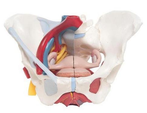 Pelve feminina 3B Scientific https://www.3bscientific.com.br/pelvis-feminina-com-ligamentos-vasos-nervos-assoalhopelvico-e-orgaos-6-partes-h204,p_31_14449.