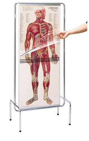 Programa sequencial de anatomia humana 3B Scientific https://www.3bscientific.com.br/thin-man-programa-sequencial-de-anatomia-humanaw42532-0700-00,p_1394_4780.