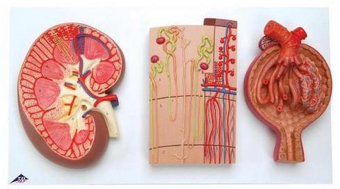 Série renal 3B Scientific https://www.3bscientific.com.br/rins-nefrons-vasos-sanguineos-e-corpusculo-renalk11,p_59_321.