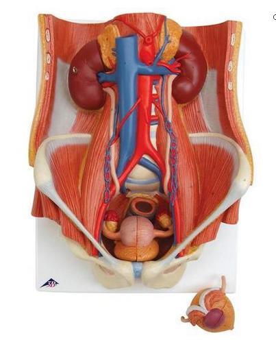 Sistema urinário 3B Scientific https://www.3bscientific.com.br/sistema-urinario-masculino-e-feminino-6-partesk32,p_59_342.