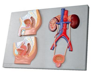 Sistema urinário (painel) Altay Scientific http://www.altayscientific.com/en/products/details/6140.