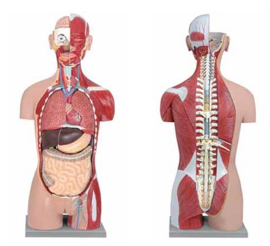 Torso muscular feminino e masculino de 28 partes Altay Scientific http://www.mlsystems.it/pdf2009/biology%202008.