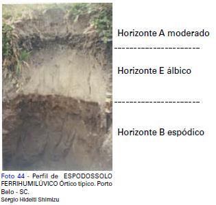 B espódico (Bh, Bs, Bhs) - Horizonte mineral iluvial, com concentração de matéria orgânica e/ou ferro translocados do horizonte A B nítico - mineral subsuperficial, não hidromórfico, textura argilosa