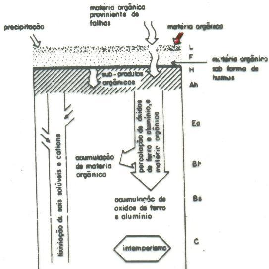 Existem quatro principais tipos de processos pedogenéticos: Podzolização, Laterização, Salinização e Gleização Podzolização - característico de regiões de