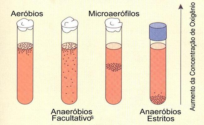 Potencial de