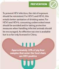 Hepatite E: prevenção Minimizar o risco de exposição ao HEV HEV1 e HEV2: tratamento da água de consumo HEV3 e HEV4: evitar
