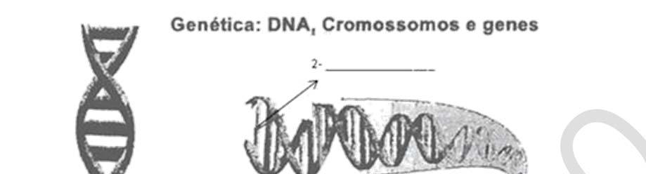 8. A figura 1 representa a estrutura e composição da ADN. Faça a respetiva legenda. 9.