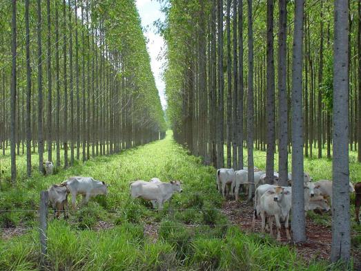 Lima (ILPF) 22 É a combinação intencional de árvores, pastagem e gado numa mesma área, ao mesmo tempo, e manejados de forma integrada.