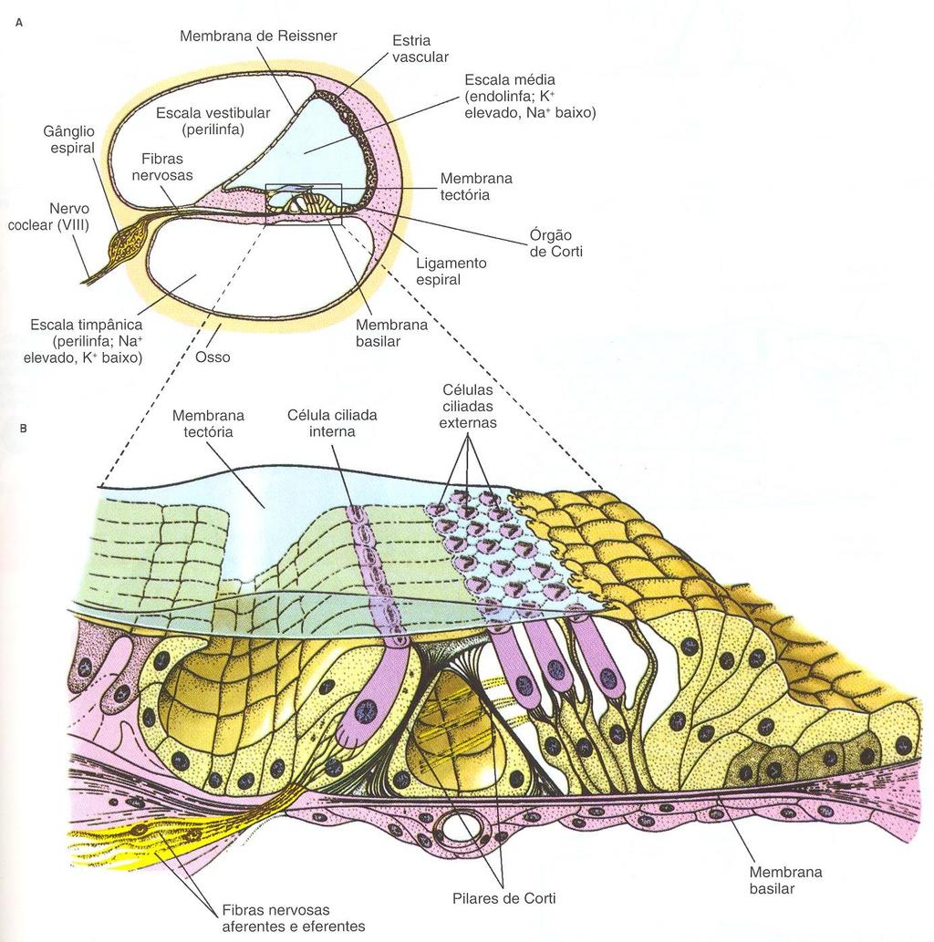 Órgão de Corti formado por células ciliadas No homem adulto: Quatro fileiras de