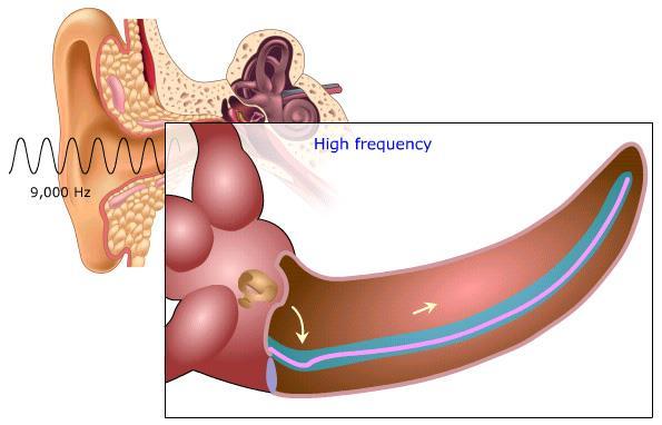 Percepção da altura de um som (FREQUÊNCIA) Cada freqüência sonora vibra em uma porção diferente da cóclea: Som Agudo Sons de alta frequência: células ciliares da BASE da cóclea são estimuladas