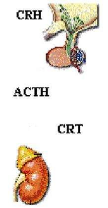 Insuficiência Adrenocortical Secundária Deficiência de ACTH ou CRH Atrofia das camadas fasciculada/reticulada da adrenal e
