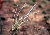 Poaceae - flor Espiga Zea