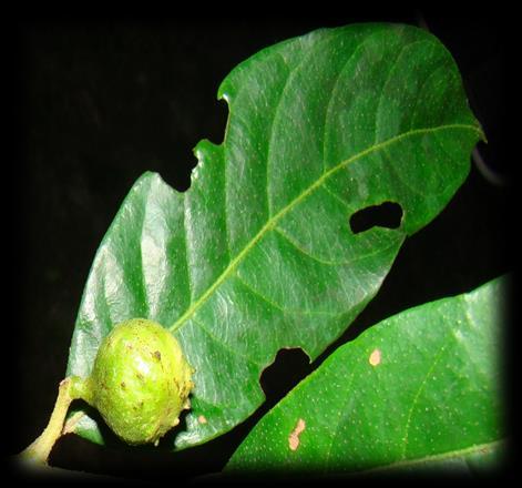 Essas diferenças nas condições físicas resultam em diferentes comunidades de plantas e de seus herbívoros,