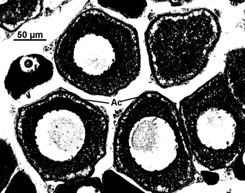 11 Aspecto microscópico: - Histologicamente os oócitos no início apresentaram pequenos vacúolos, os alvéolos corticais, à periferia do citoplasma e pequenas gotas lipídicas dispersas no seu interior.