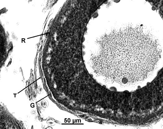 12 A camada envolvente do oócito (granulosa) já se encontra presente, sendo ainda a radiata difícil de visualizar (Fig. 7 C).