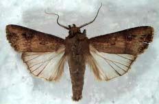 As lagartas são polífagas, de hábito noturno, permanecendo enroladas no solo durante o dia (Fig. 6B).