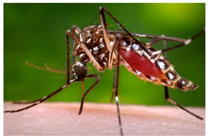 Mosquito Transmissor da Zika: