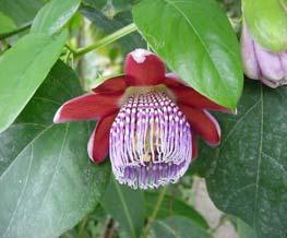 MARACUJÁ - folhas de Passiflora alata Curtis, P. edulis Sims e P.