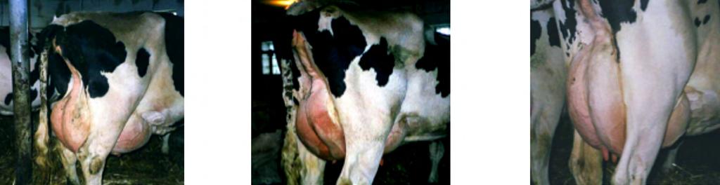 ALTURA ÚBERE POSTERIOR BAIXO INTERMEDIÁRIO ALTO O úbere de uma vaca leiteira deve ser o mais