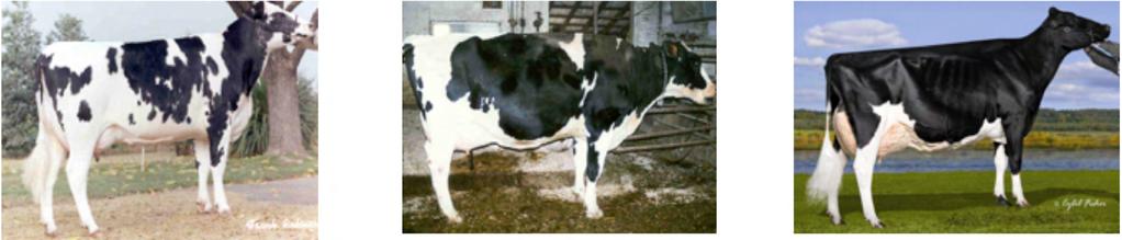 ANGULOSIDADE GROSSEIRA INTERMEDIÁRIO / ANGULOSA MUITO ANGULOSA Reflete o aspecto que uma vaca