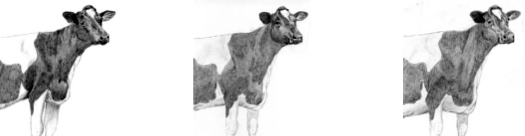 Considerando idade e estágio de lactação da Vaca, largura de peito representa 60% e a