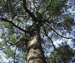 ESPÉCIE Ocotea porosa Mais conhecida como Imbúia, a Ocotea porosa pertence à família das lauraceae e é uma espécie nativa do Brasil.