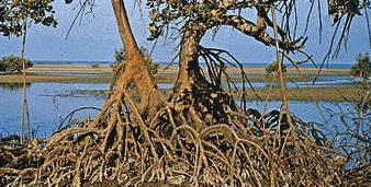 do mar. O apicum é parte integrante dos ecossistemas de manguezal, e se caracteriza por áreas de mangue cobertas apenas por um típico substrato lodoso.