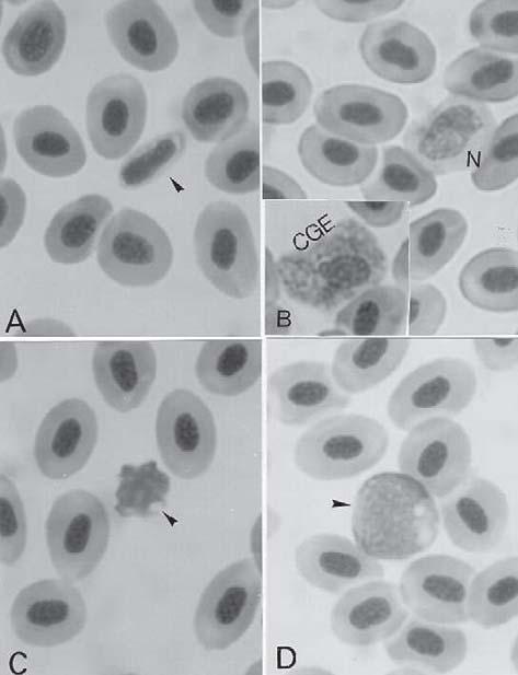 152 ARS VETERINARIA, 15(3):149-153, 1999. Figura 1 - Células sangüíneas com função de defesa orgânica em B. cephalus.