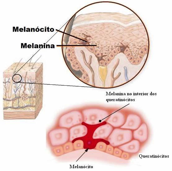 29 como a dos neurônios, permite o contato com muitos queratinócitos facilitando a distribuição dos melanossomas ou grânulos de melanina (Figura 6).