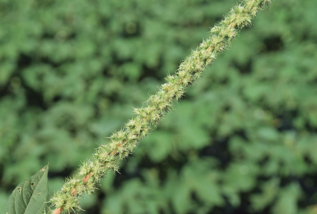 Quais as principais características morfológicas que ajudam na identificação da espécie? Figura 1. Inflorescência de flores femininas, com brácteas pontiagudas e duras. (Foto: Anderson Cavenaghi) 1.