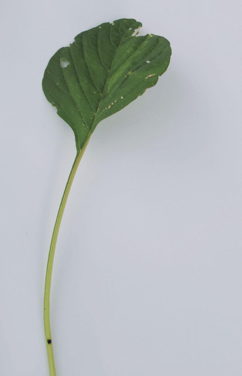 Geralmente o pecíolo é bem maior que o limbo, e essa característica está presente também nas primeiras folhas verdadeiras, o que é um bom indicador da espécie em plantas jovens (Figuras 3 