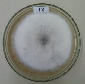 placas, em algum dos tratamentos, atingisse a borda da placa de Petri.
