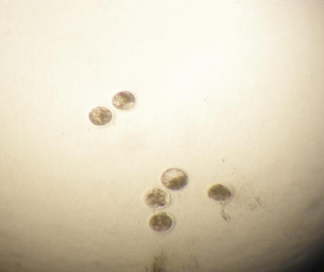 a produção in vitro de embriões em cada meio.