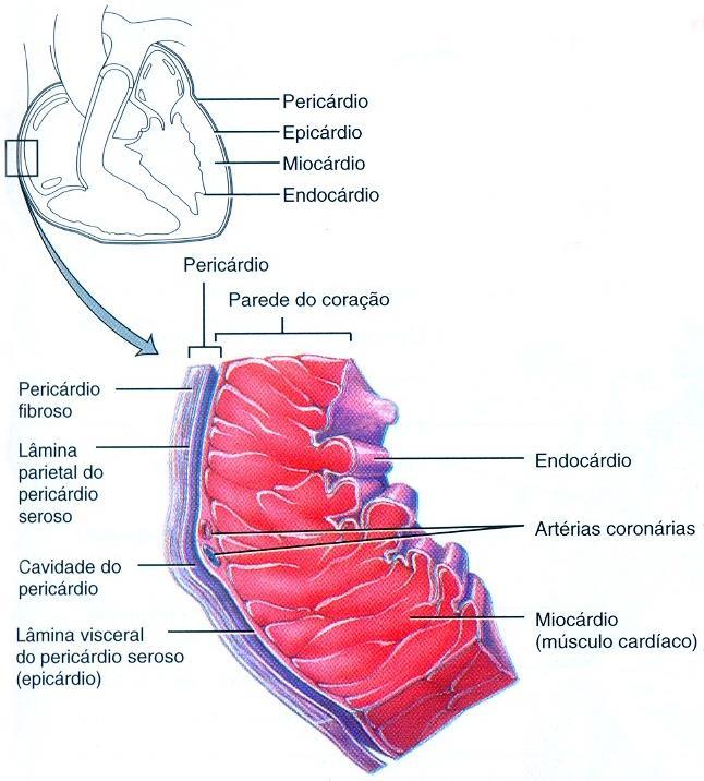 serosa), miocárdio