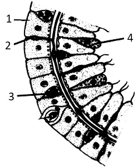 Questão 11) O esquema representa um corte transversal de um pólipo hidrozoário.
