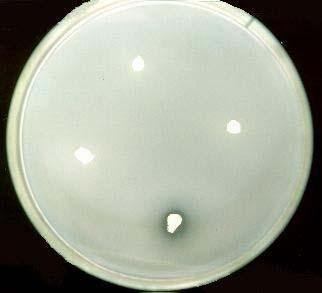 PROTEINASE E FOSFOLIPASE