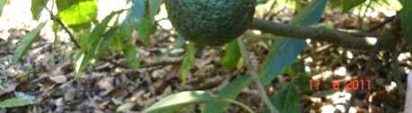 pedúnculo e deformação do fruto de abacate