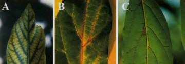 SINTOMAS VISUAIS DE DEFICIÊNCIA/EXCESSO DE MANGANÊS Sintomas de deficiência de manganês em abacateiro: clorose no limbo foliar semelhante a Fe e clorose entre as nervuras (a); Sintomas