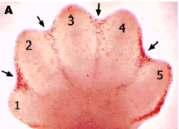 PEROXISSOMO A. Pata de um feto de camundongo com 13 dias.