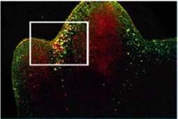 B B Wood et al. (2000) Development 127, 5245-5252. The Company of Biologists Ltd.