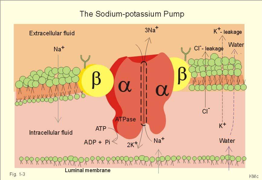 FISIOLOGIA