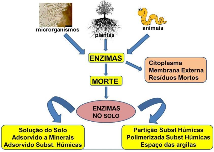 ORIGEM E