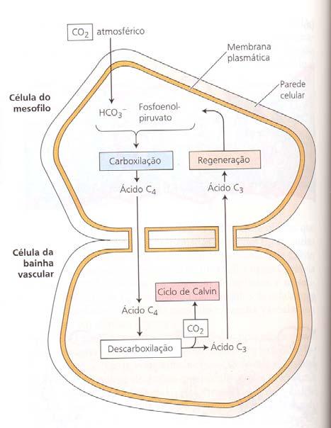 Diferencias entre a saída de água e entrada de dióxido de carbono Razão de transpiração Plantas C 3 : 500