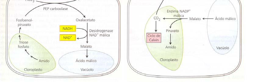 Plantas CAM: 50 moléculas de H 2 O perdidas por cada molécula de CO 2 fixada (etapa fotoquímica e