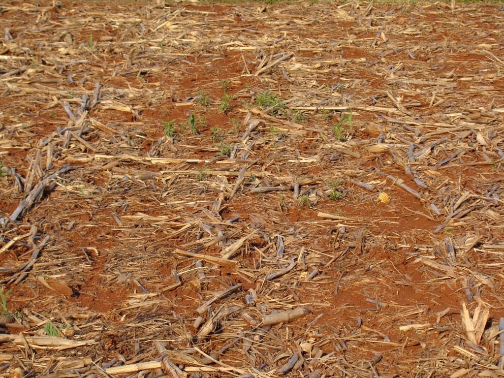 Problemas da sucessão soja/milho safrinha: - Período de colheita da soja e plantio do milho em época chuvosa:
