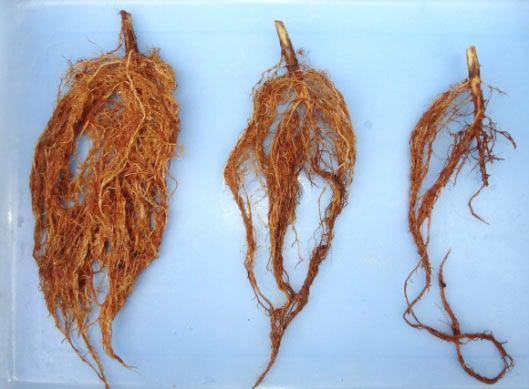 A B C Sistema radicular de soja cultivada em solo infestado com Pratylenchus brachyurus, em sequencia a Crotalaria spectabilis (A),