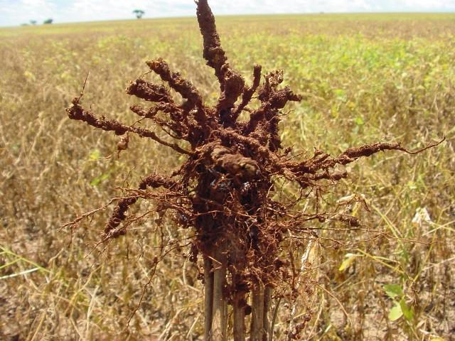 Galhas radiculares causadas em soja por nematoides Crédito Jaime Maia